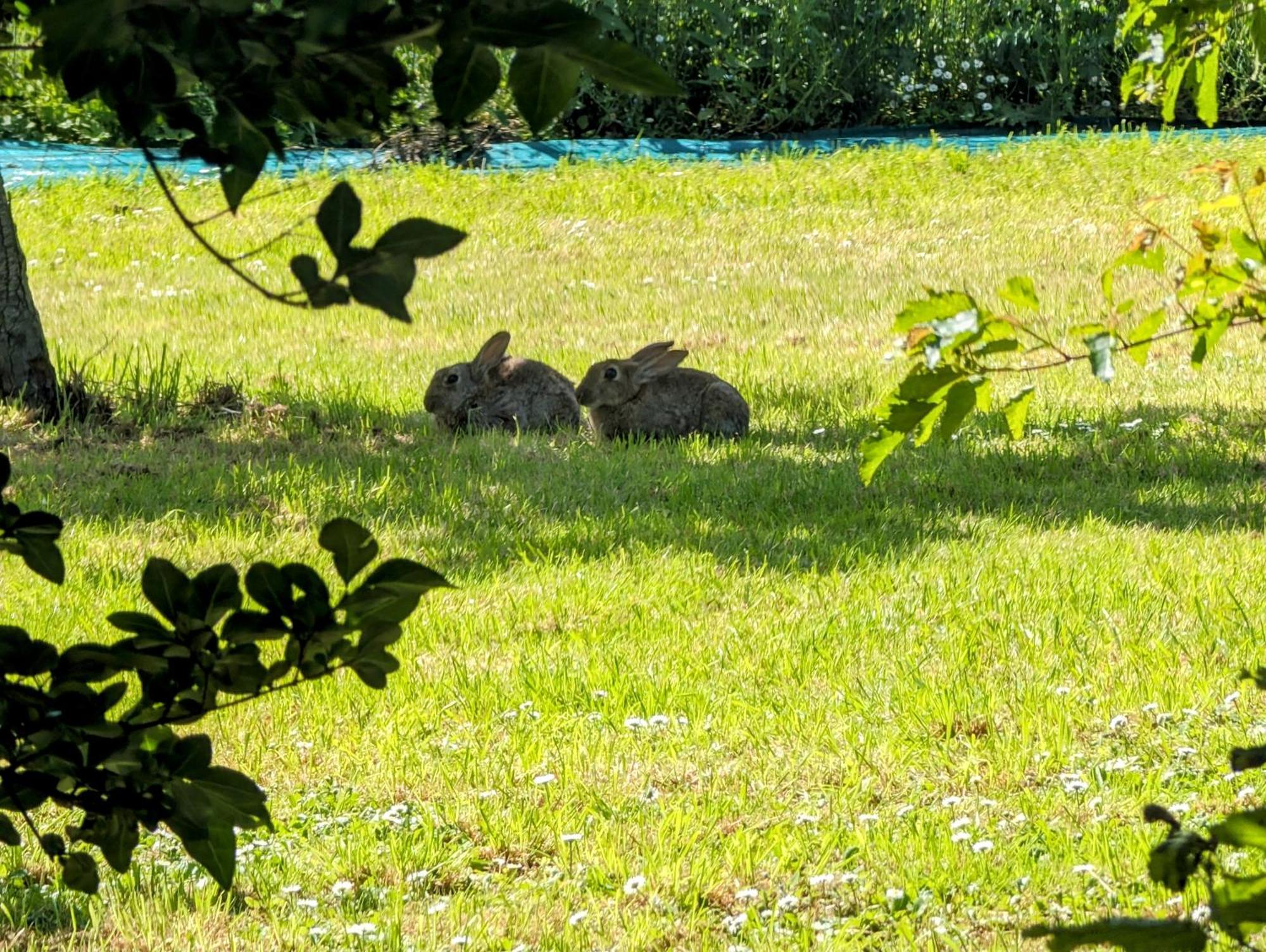 Le Relais Du Beffroi & Spa Saint-Riquier Eksteriør billede
